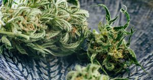 Exploring Minor Cannabinoids