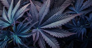 Cannabis Industry Trends 2026: What to Watch This Year