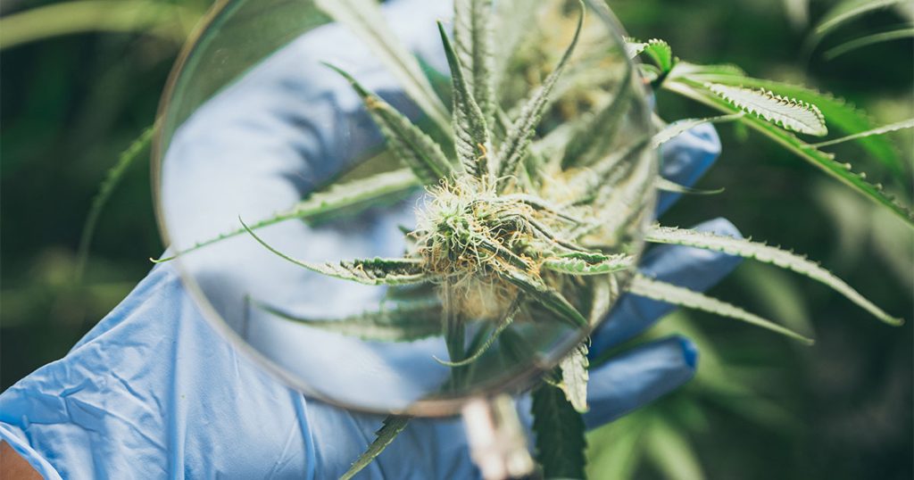Cannabis Research in Port Angeles & Longview
