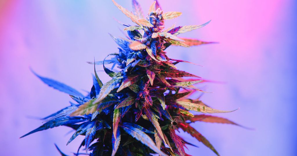 Understanding Indica vs. Sativa vs. Hybrid