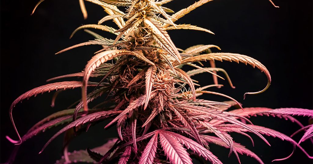 Summer cannabis strains and products available at The Link in Port Angeles and Longview Washington